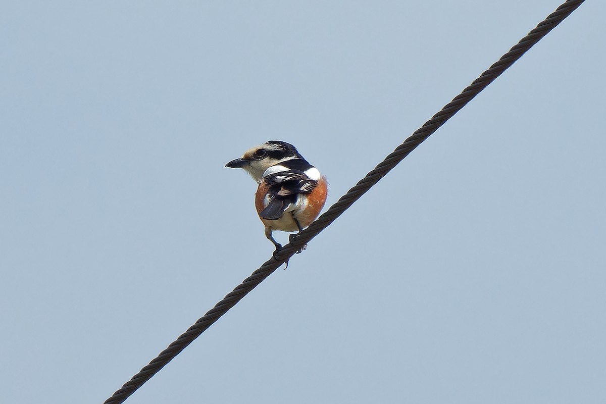 Masked Shrike - leon berthou