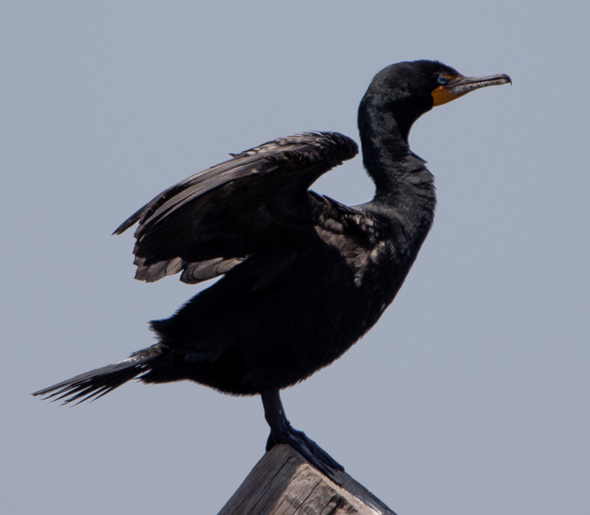 Double-crested Cormorant - ML619617229