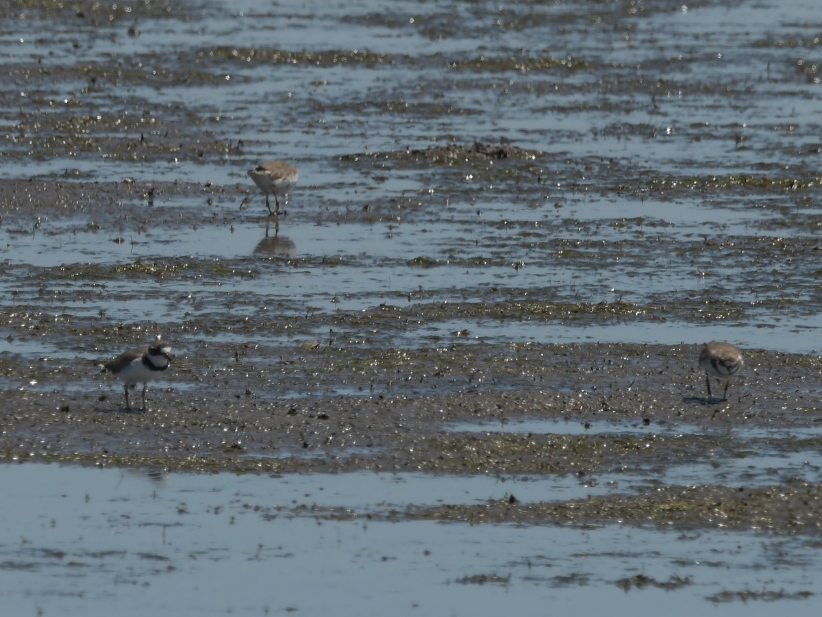 Semipalmated Plover - ML619617232
