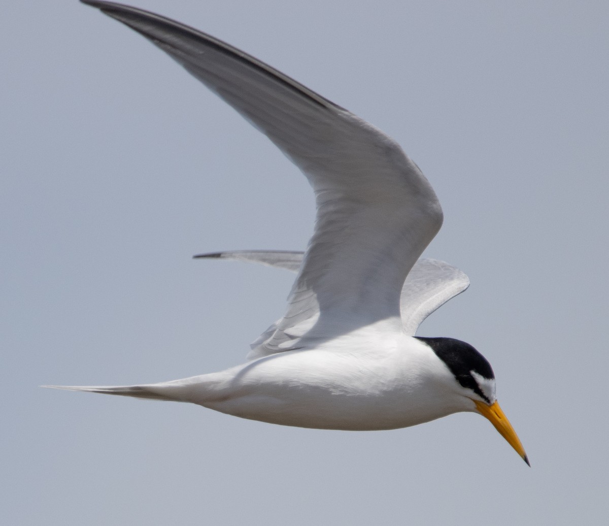 Least Tern - Jenny Rogers