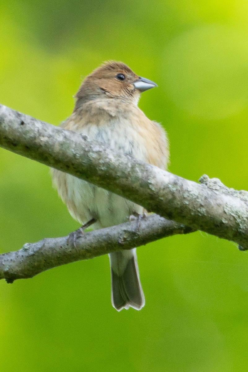 Indigo Bunting - Keith Lea