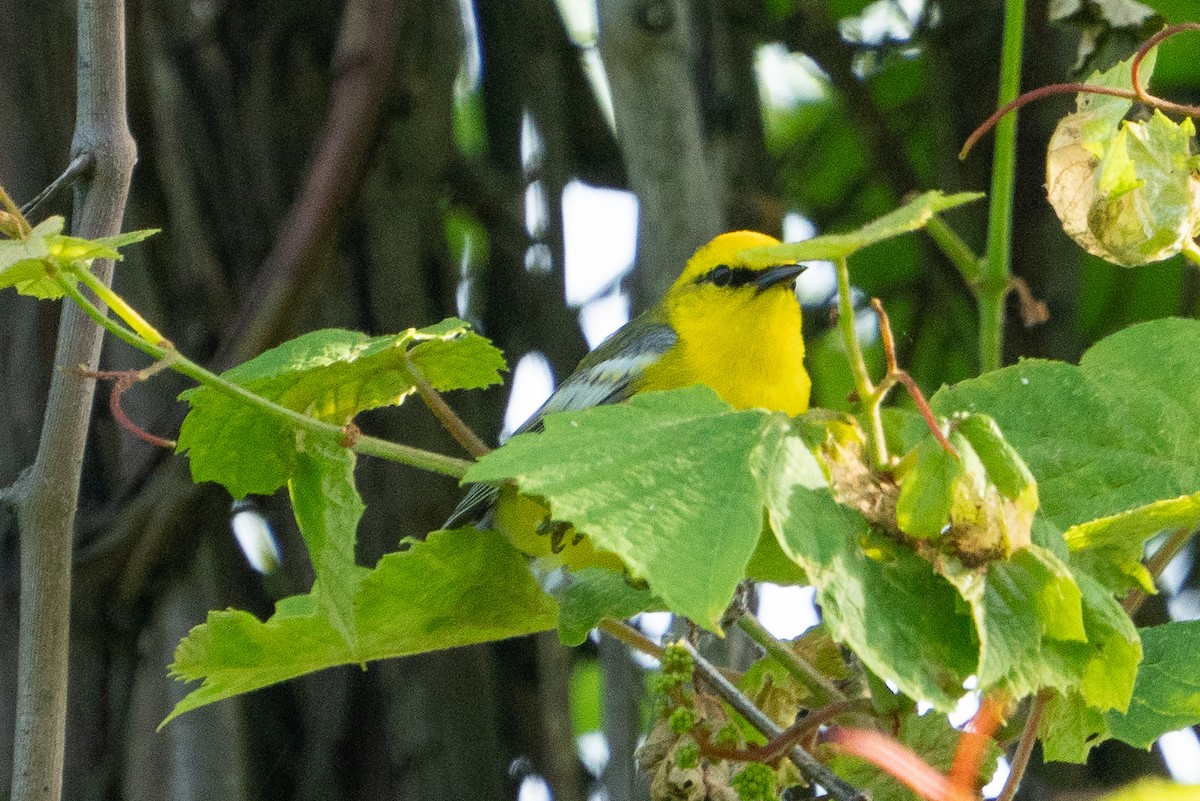 Blue-winged Warbler - Keith Lea