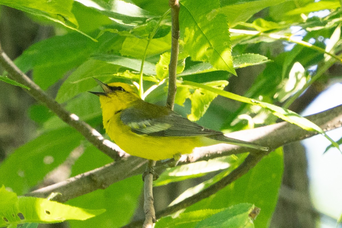 Blue-winged Warbler - Keith Lea