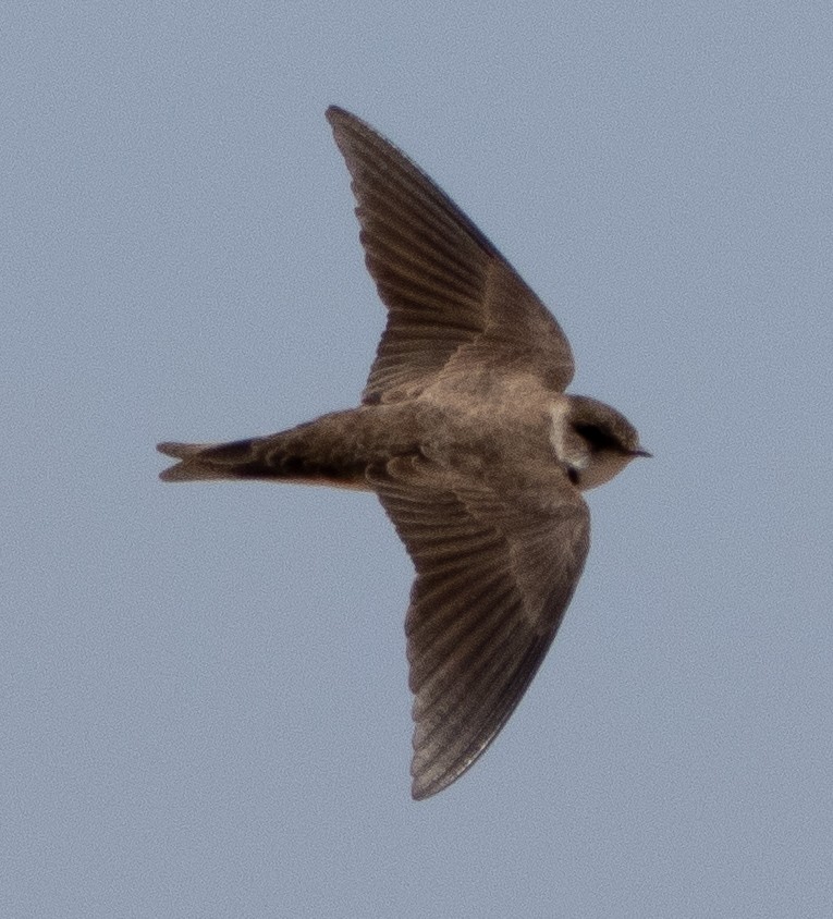 Bank Swallow - ML619617242