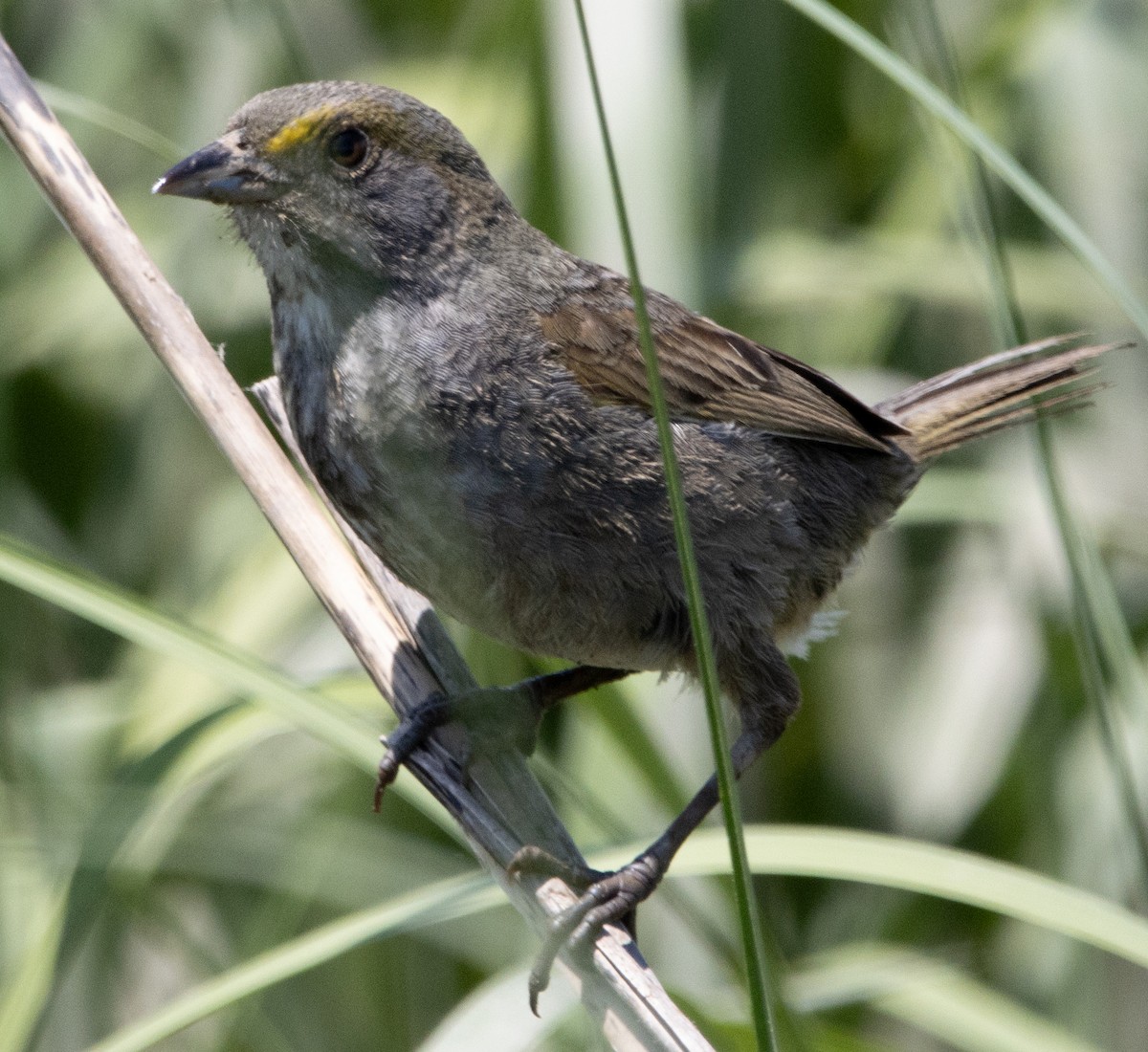 Seaside Sparrow - Jenny Rogers