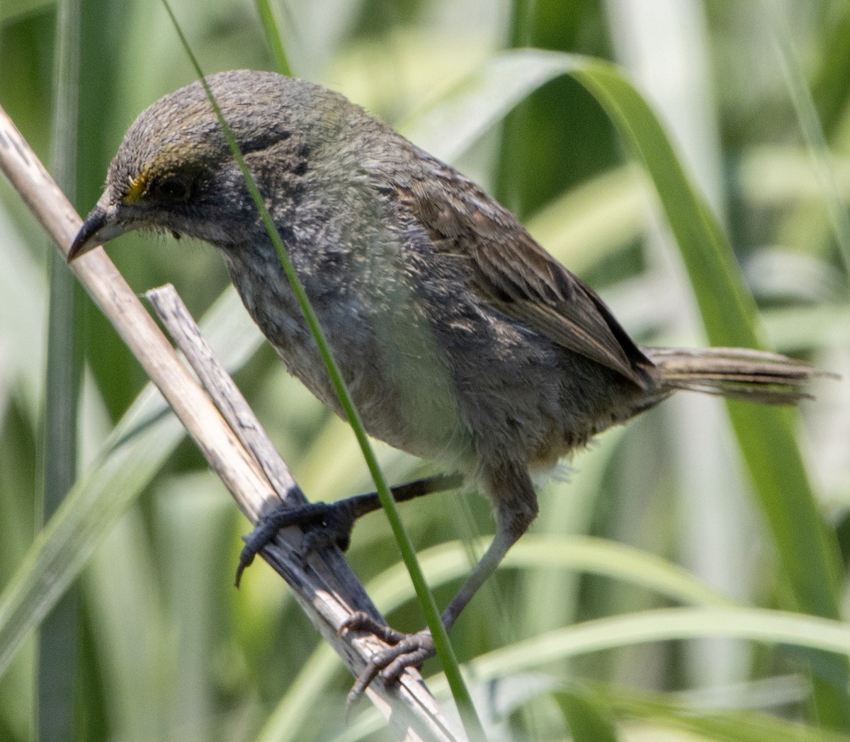 Seaside Sparrow - Jenny Rogers