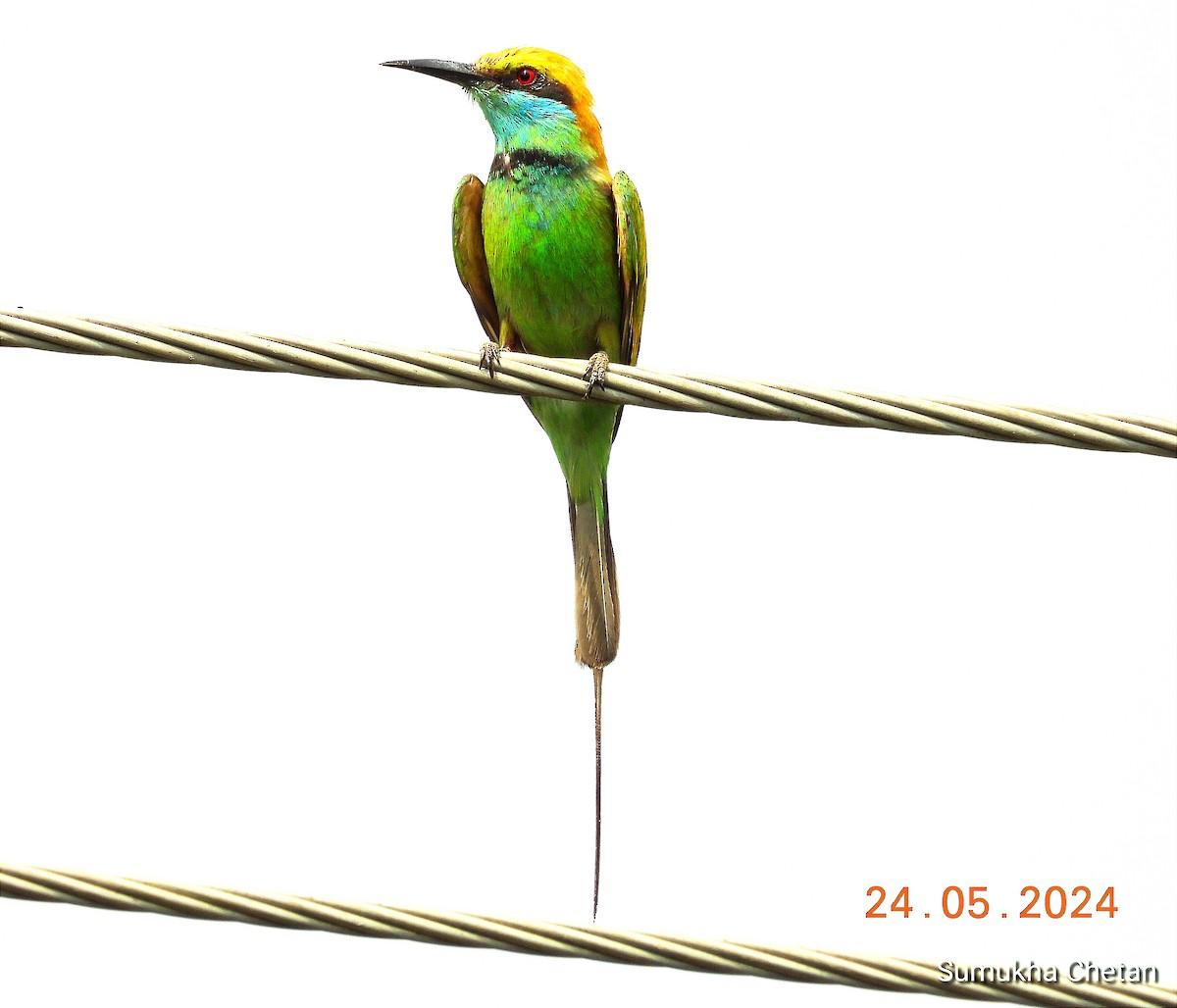 Asian Green Bee-eater - ML619617260