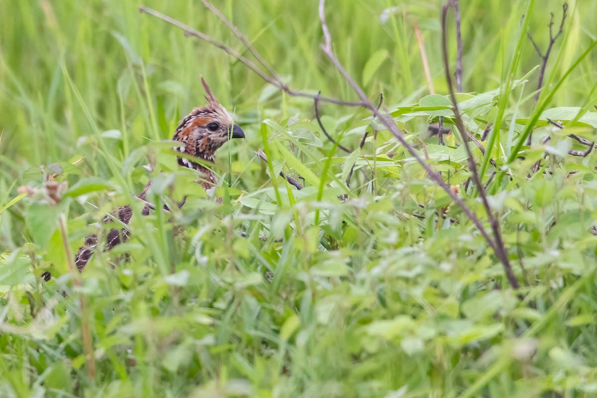 Crested Bobwhite - ML619617261