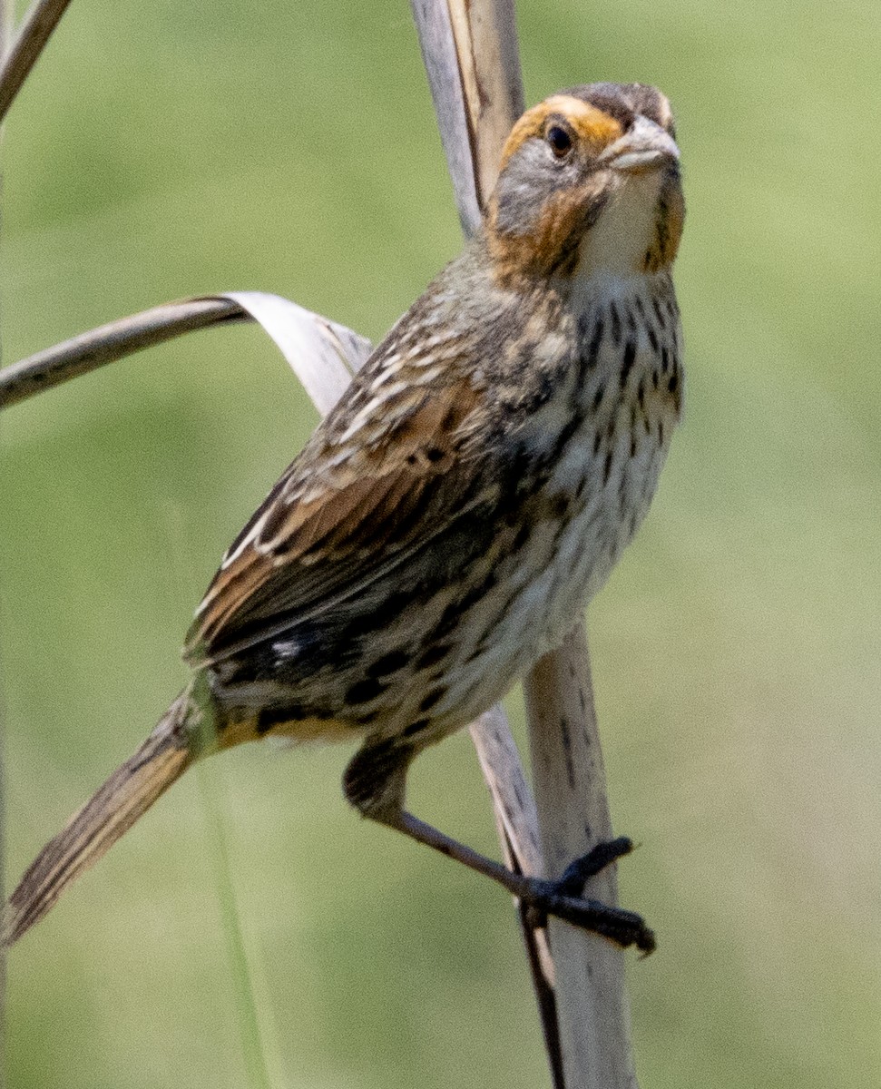 Bruant à queue aiguë - ML619617275