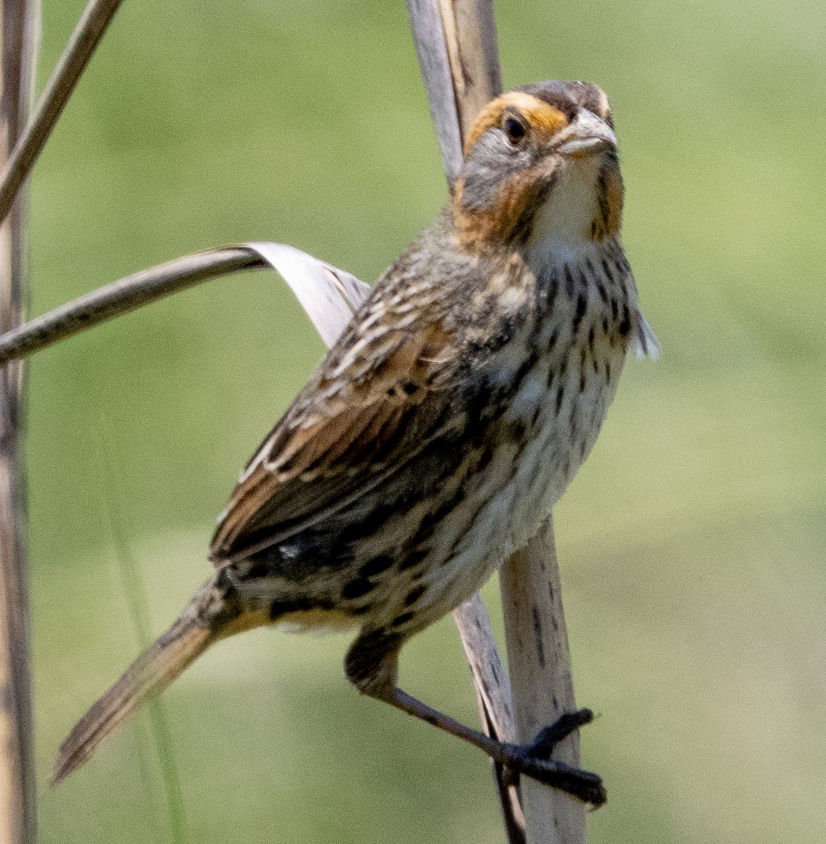 Saltmarsh Sparrow - ML619617278