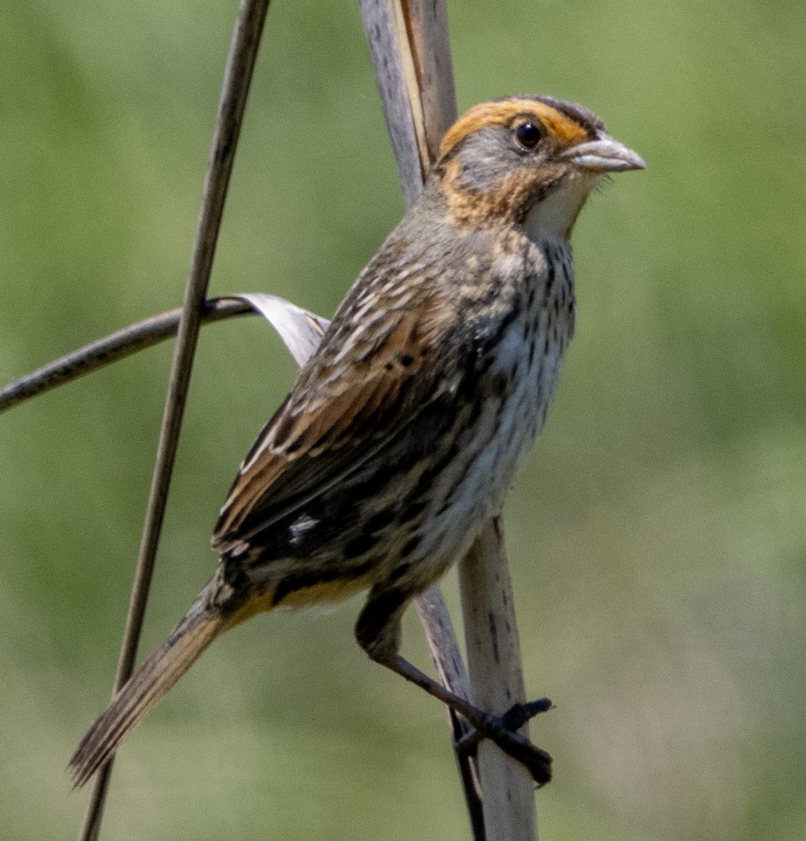 Saltmarsh Sparrow - Jenny Rogers