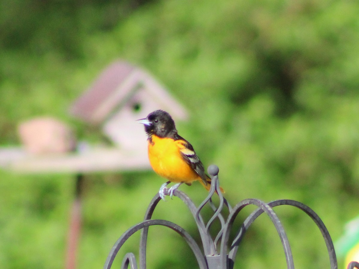 Baltimore Oriole - Rebecca Nichols