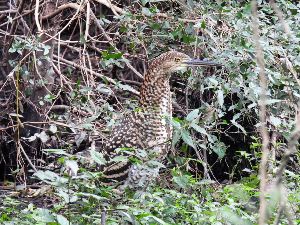 Rufescent Tiger-Heron - Silvana Mallo