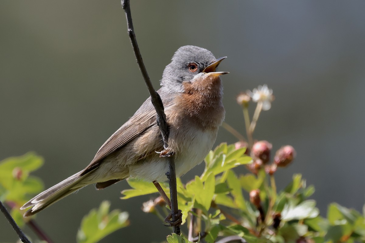 Western Subalpine Warbler - Miquel Àngel Garcia Reàdigos