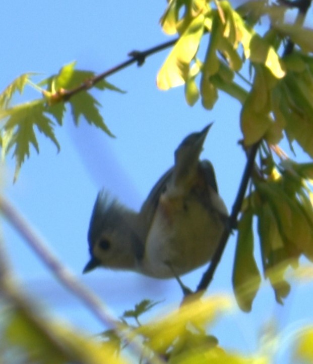 Tufted Titmouse - Michele Miller