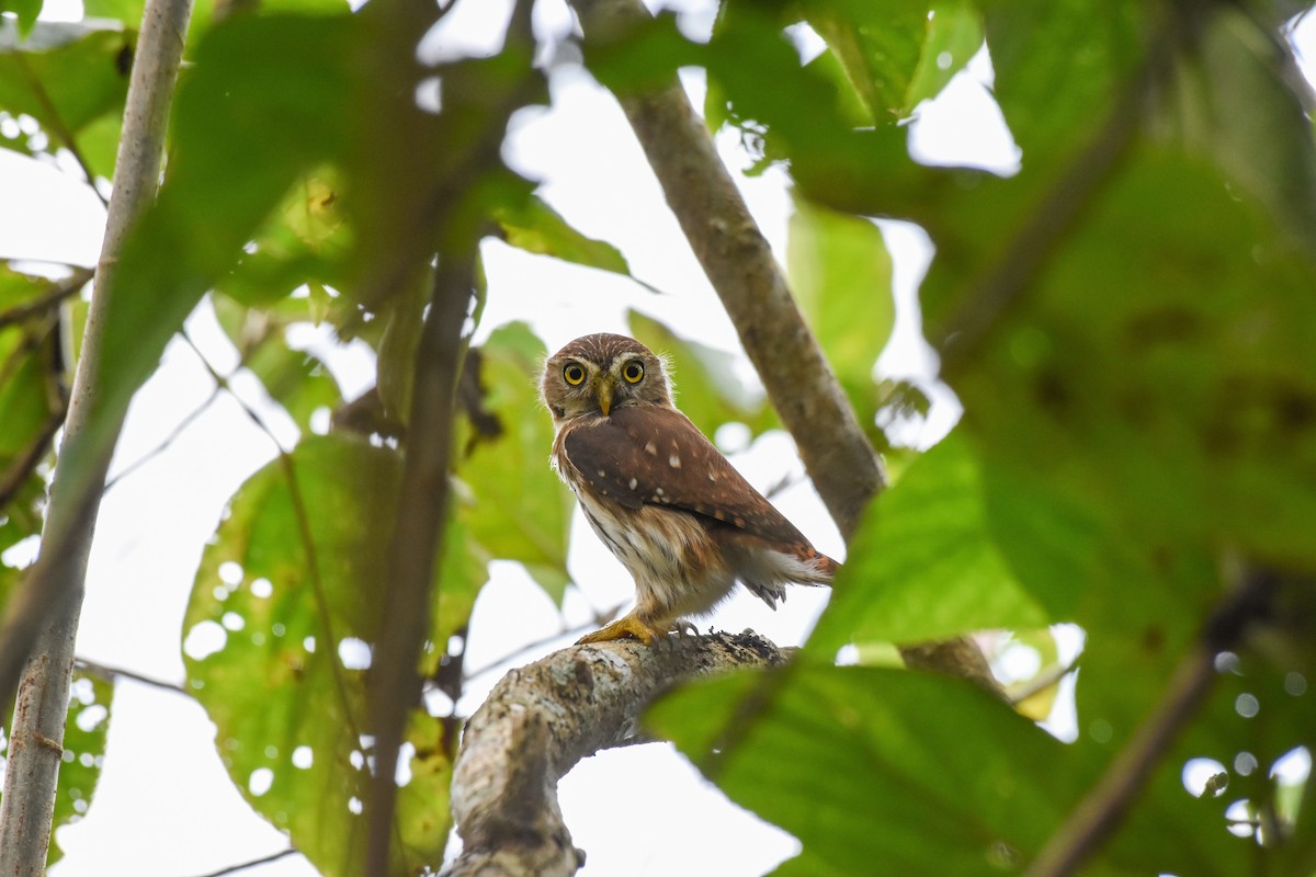 Ferruginous Pygmy-Owl (Ferruginous) - Mauricio López