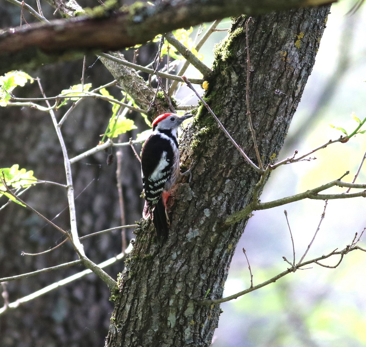 Middle Spotted Woodpecker - Luke Ozsanlav-Harris