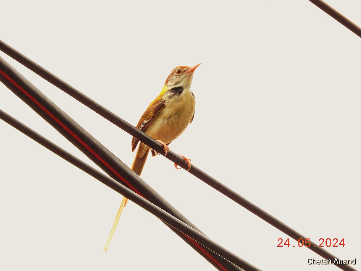 Common Tailorbird - Chetan Anand