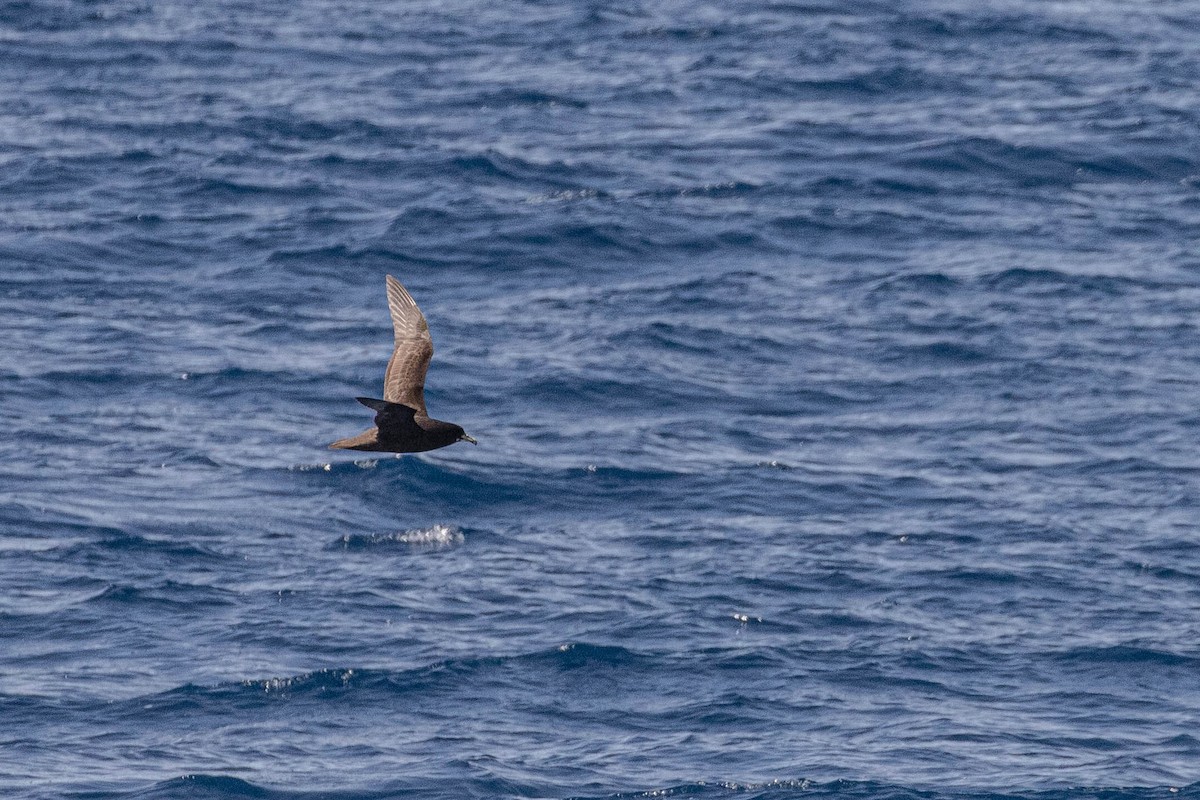 White-chinned Petrel - Denis Corbeil