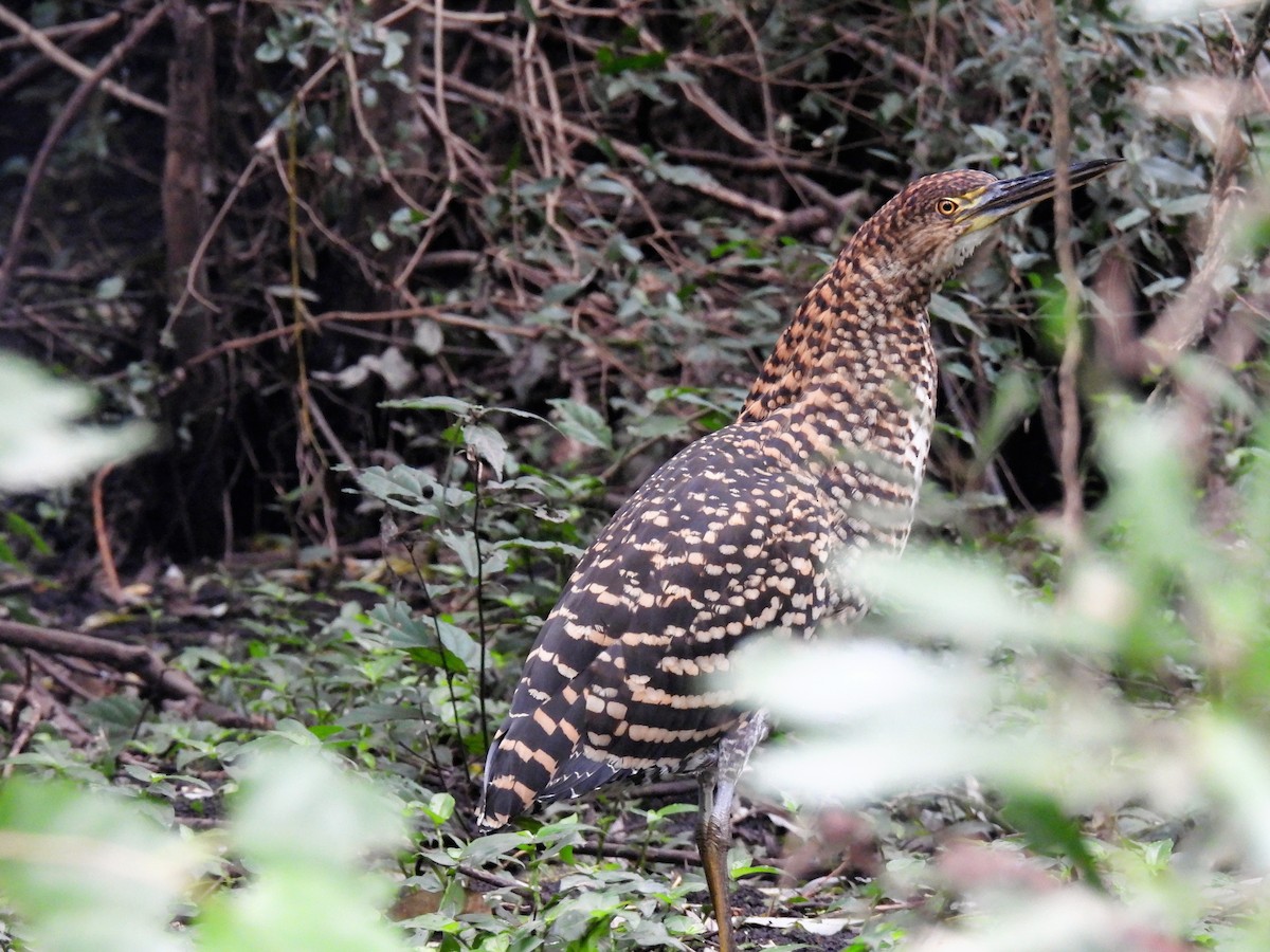 Rufescent Tiger-Heron - Silvana Mallo