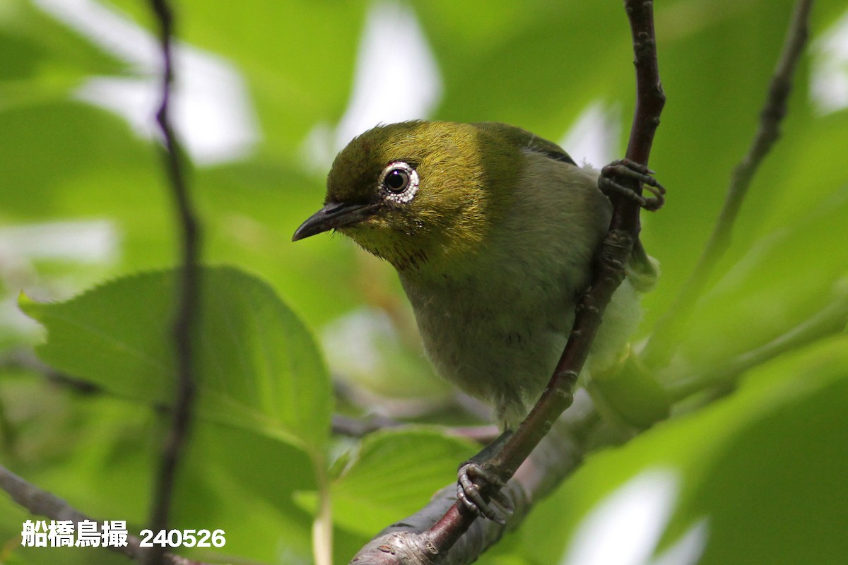 Warbling White-eye - Funabashi Toridori