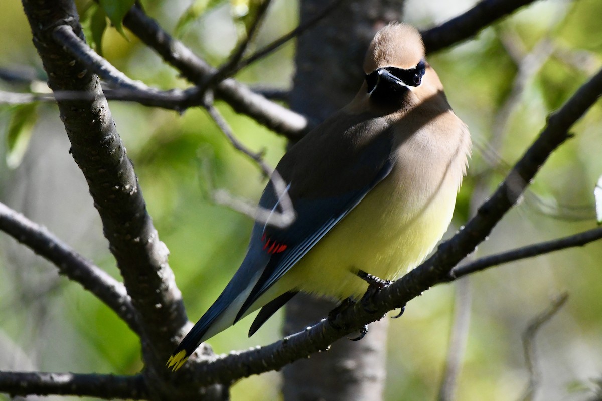 Cedar Waxwing - ML619617307