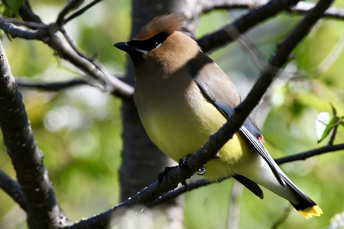 Cedar Waxwing - ML619617308