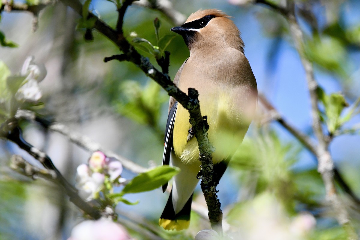 Cedar Waxwing - Joseph Dougherty