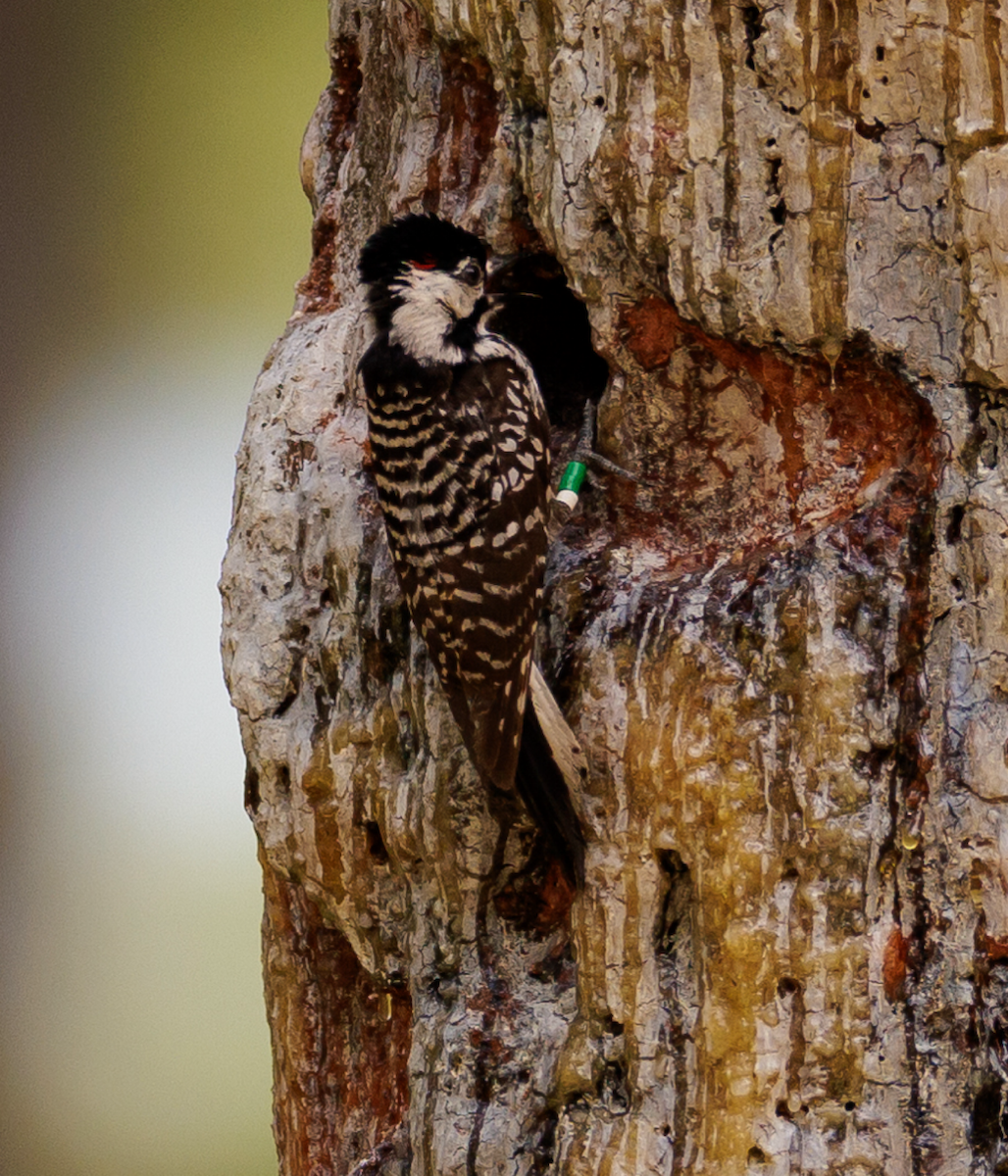 Red-cockaded Woodpecker - ML619617319