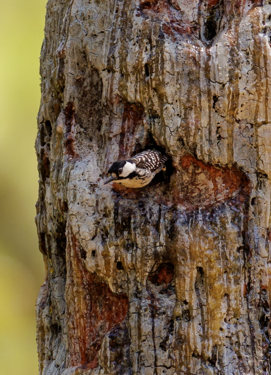 Red-cockaded Woodpecker - ML619617321