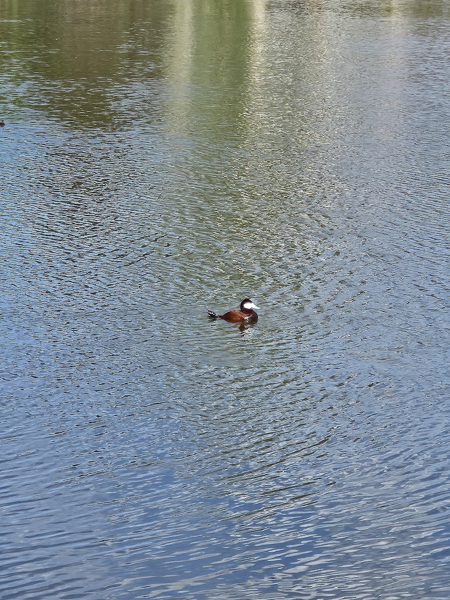 Ruddy Duck - ML619617322