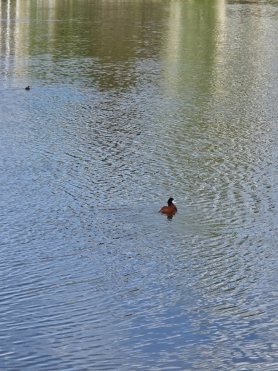 Ruddy Duck - sheila ballman