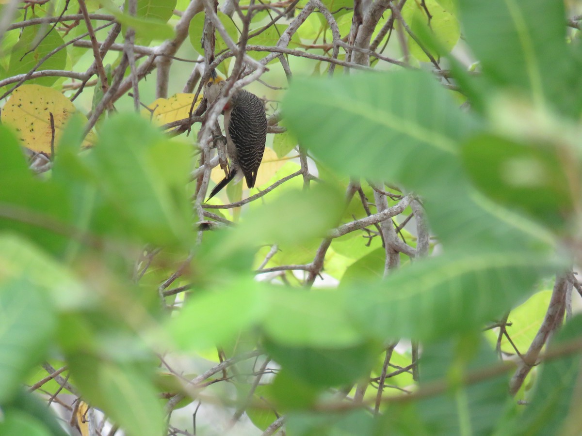 Yucatan Woodpecker - ML619617324