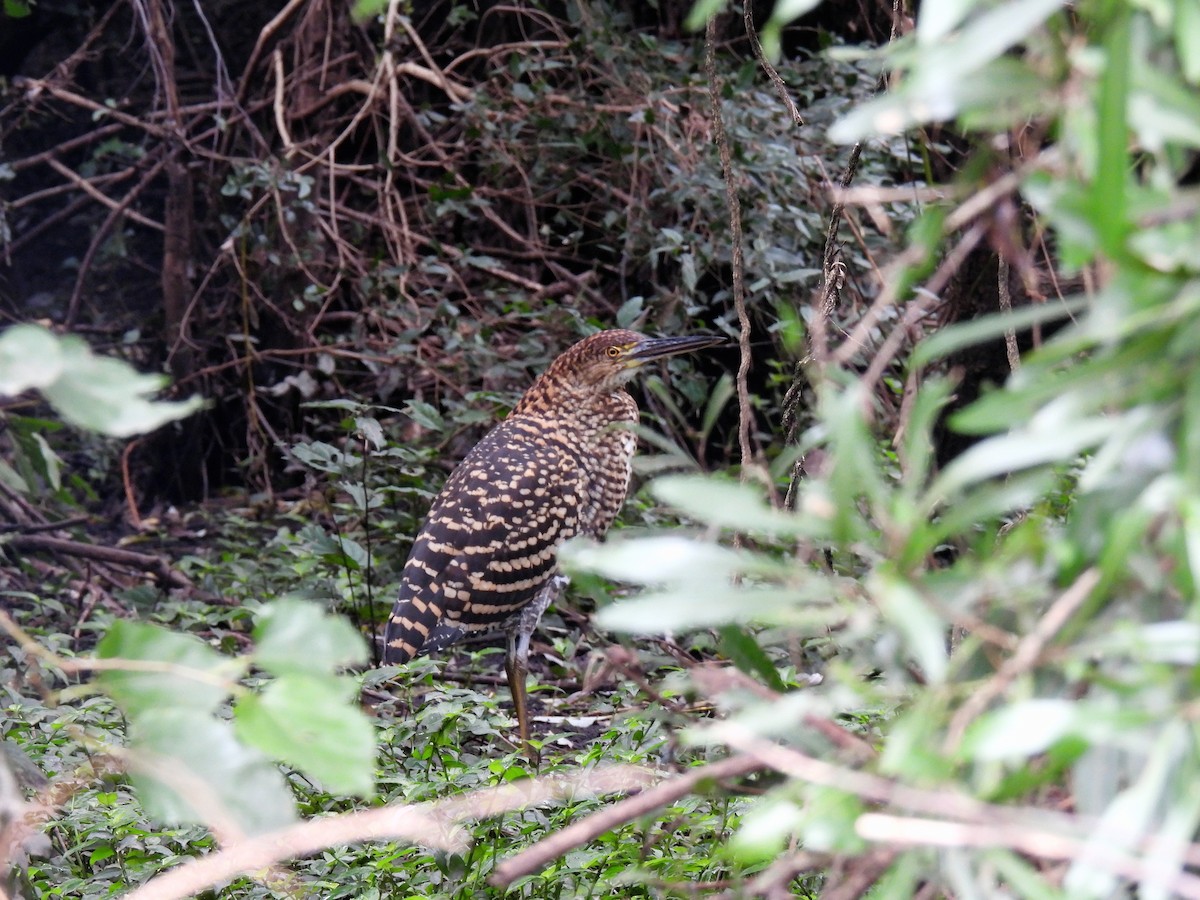 Rufescent Tiger-Heron - Silvana Mallo