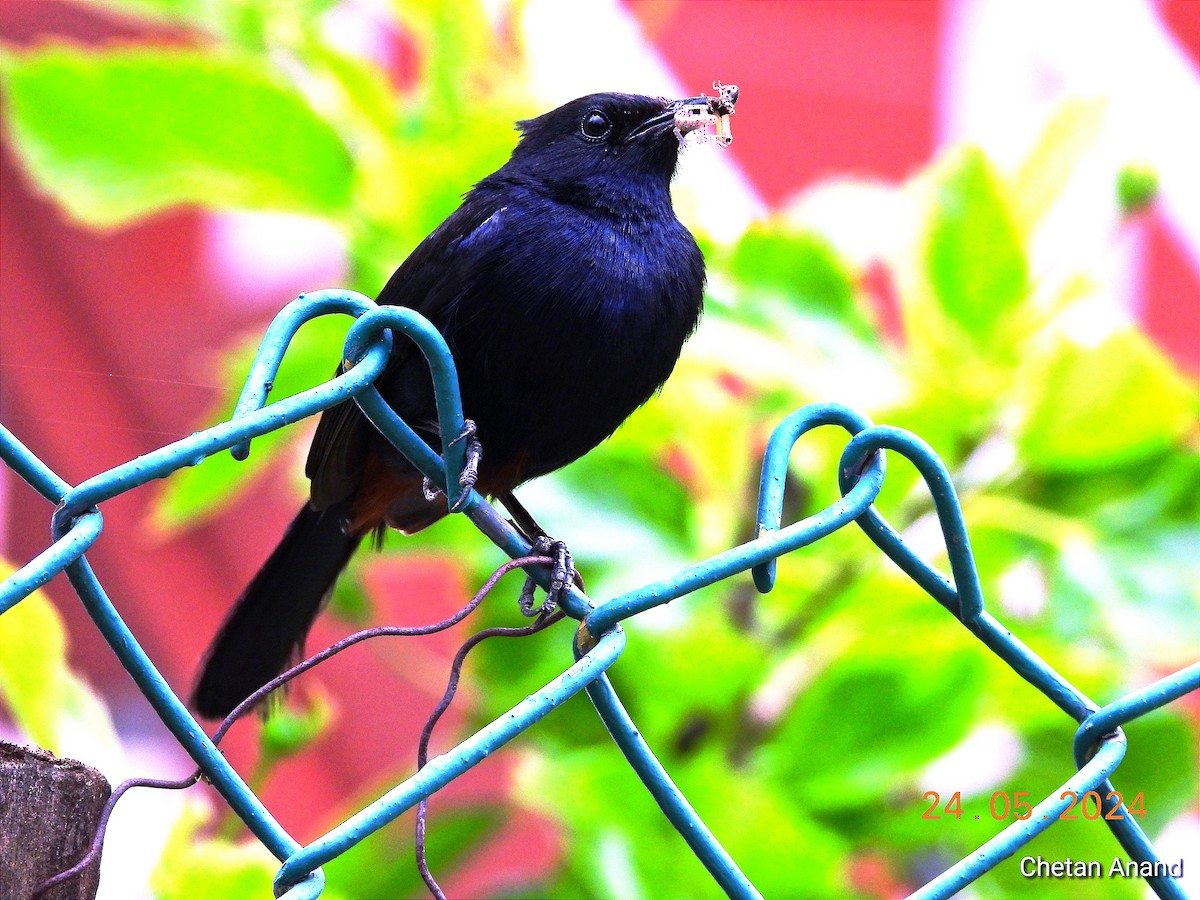 Indian Robin - Chetan Anand