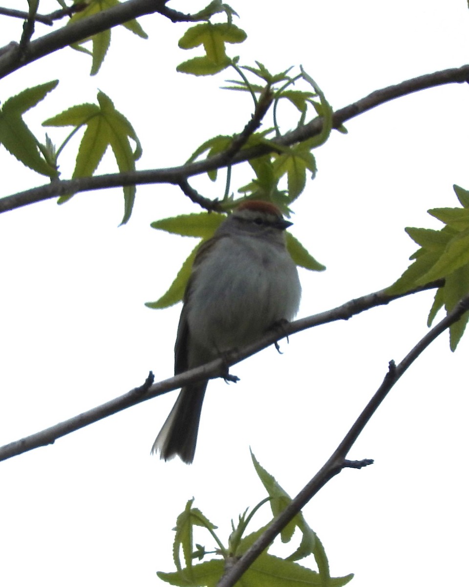 Chipping Sparrow - Karen Holtrop
