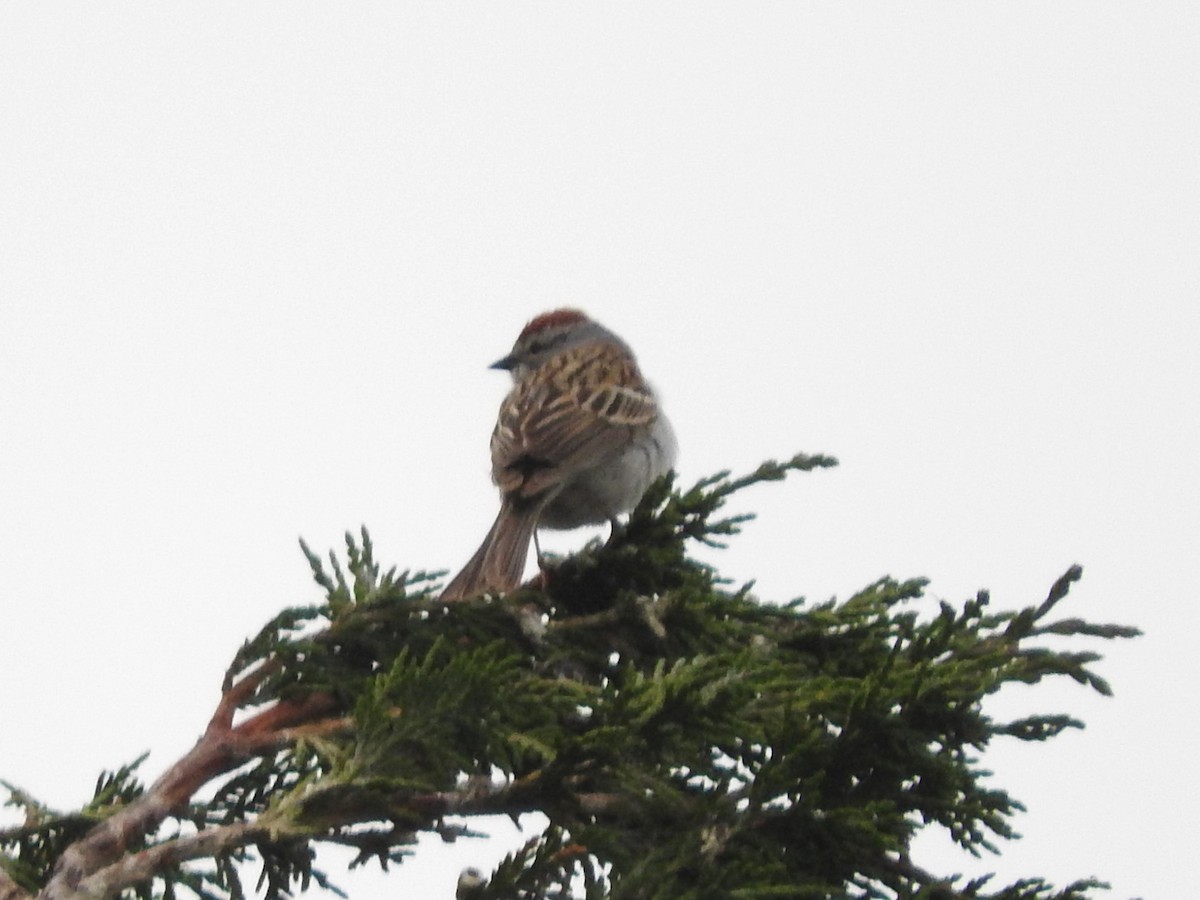 Chipping Sparrow - Karen Holtrop