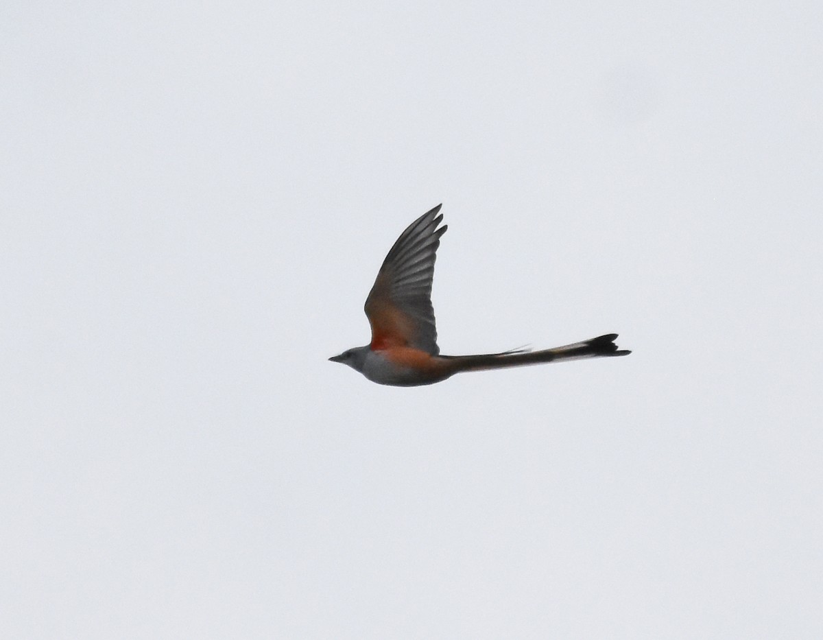 Scissor-tailed Flycatcher - Mauricio López