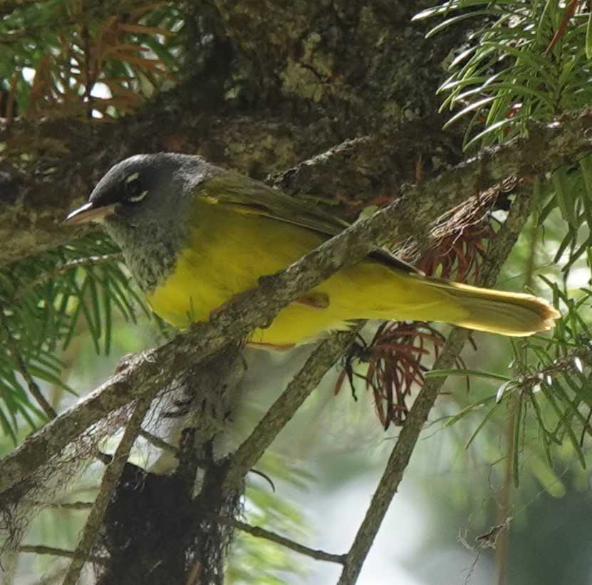 MacGillivray's Warbler - Chris Johnson