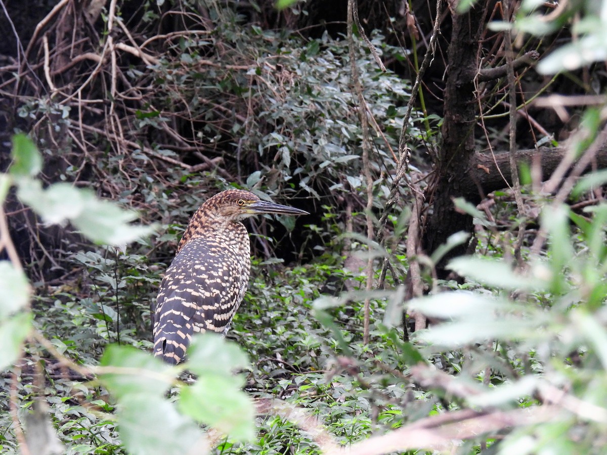 Rufescent Tiger-Heron - Silvana Mallo