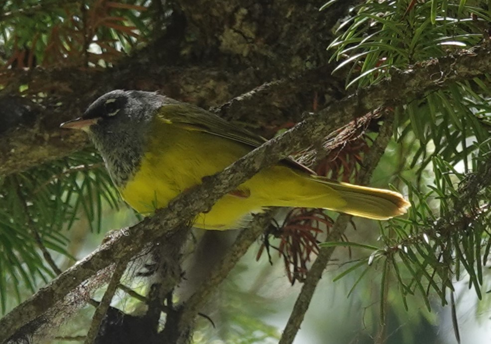 MacGillivray's Warbler - Chris Johnson