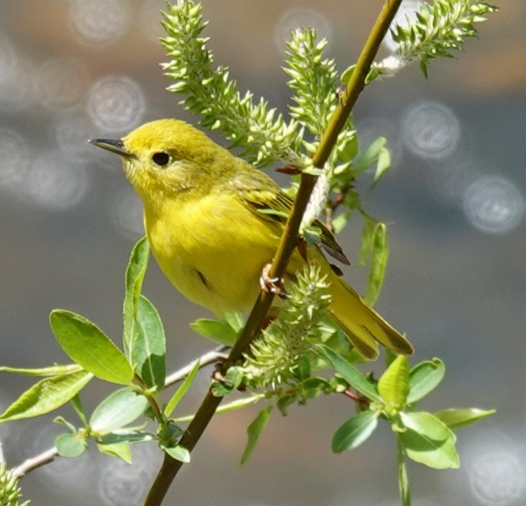 Yellow Warbler - Chris Johnson