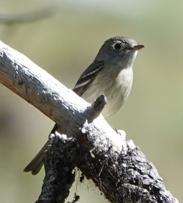 Hammond's Flycatcher - Chris Johnson