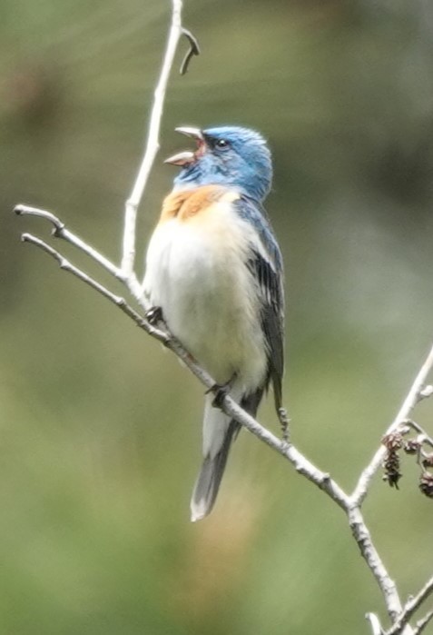 Lazuli Bunting - Chris Johnson