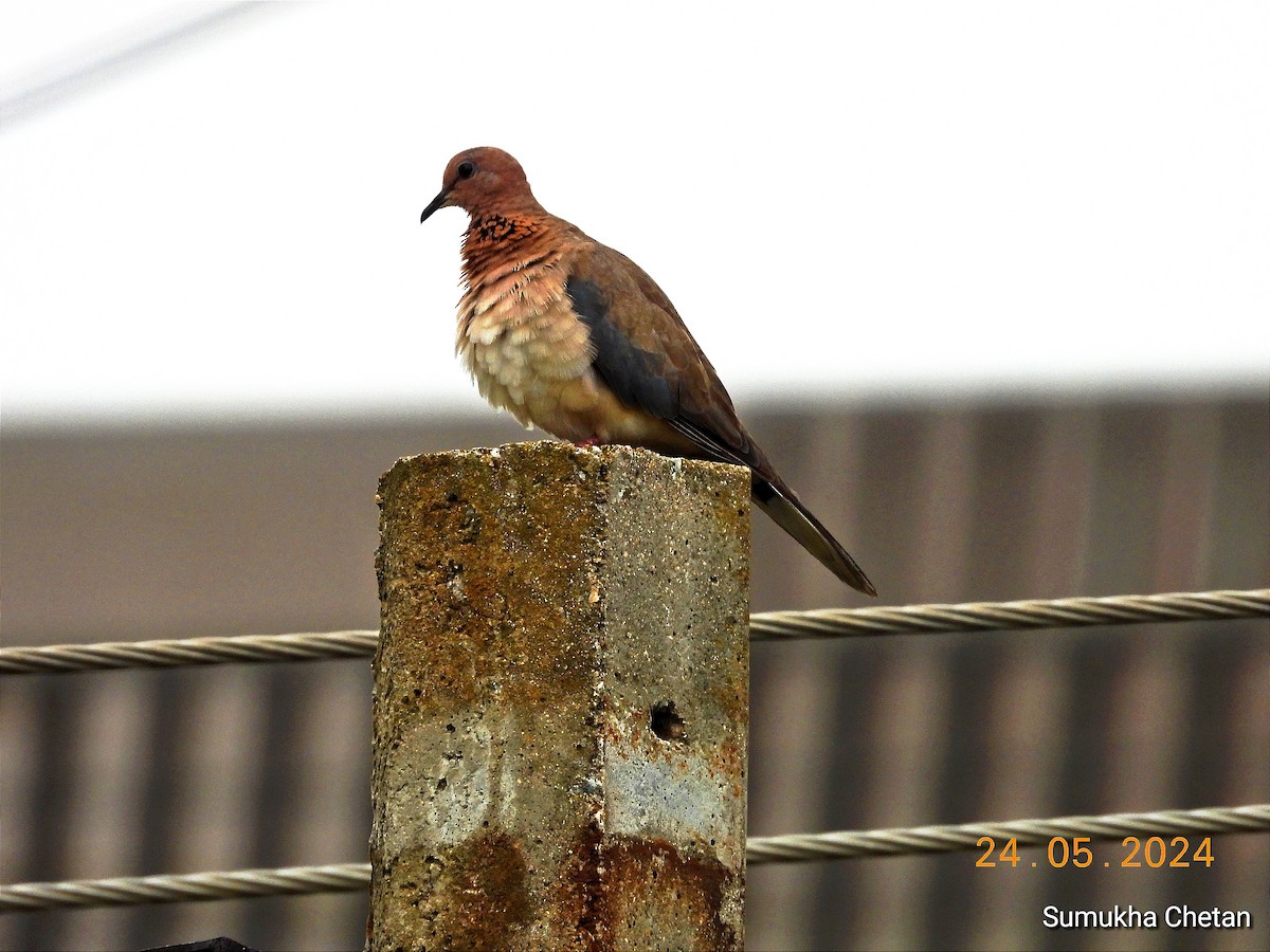 Tórtola Senegalesa - ML619617372