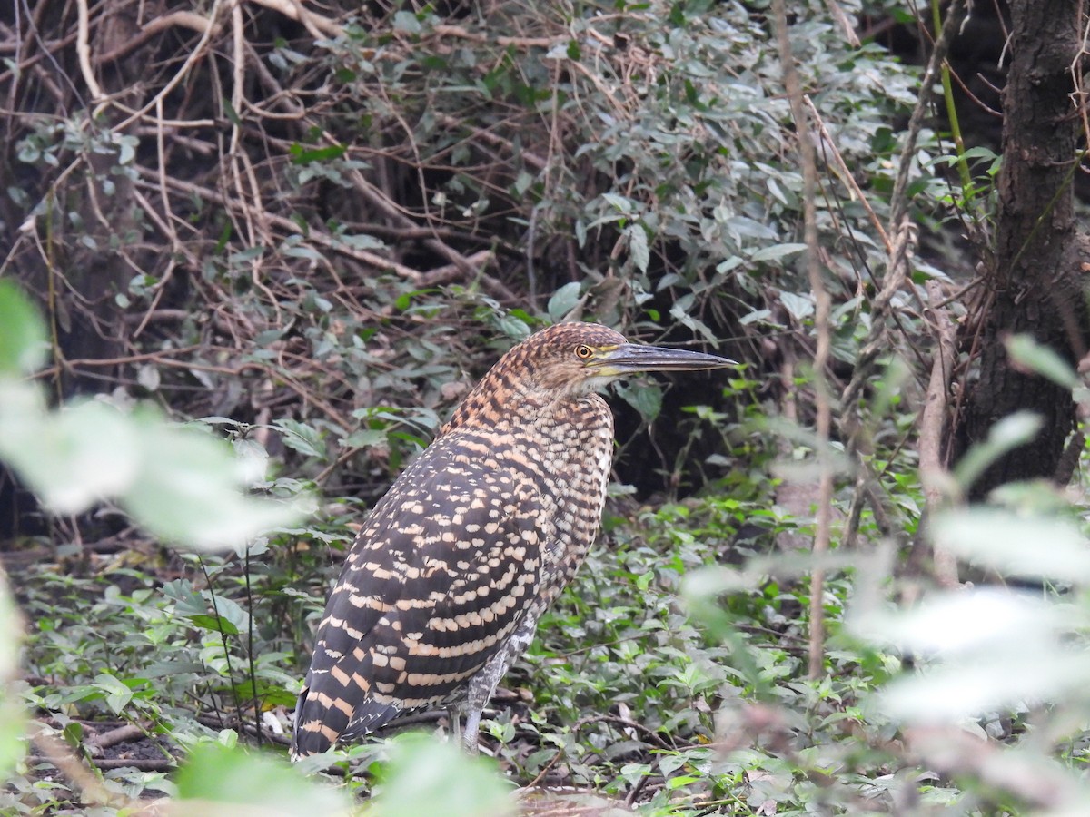 Rufescent Tiger-Heron - Silvana Mallo