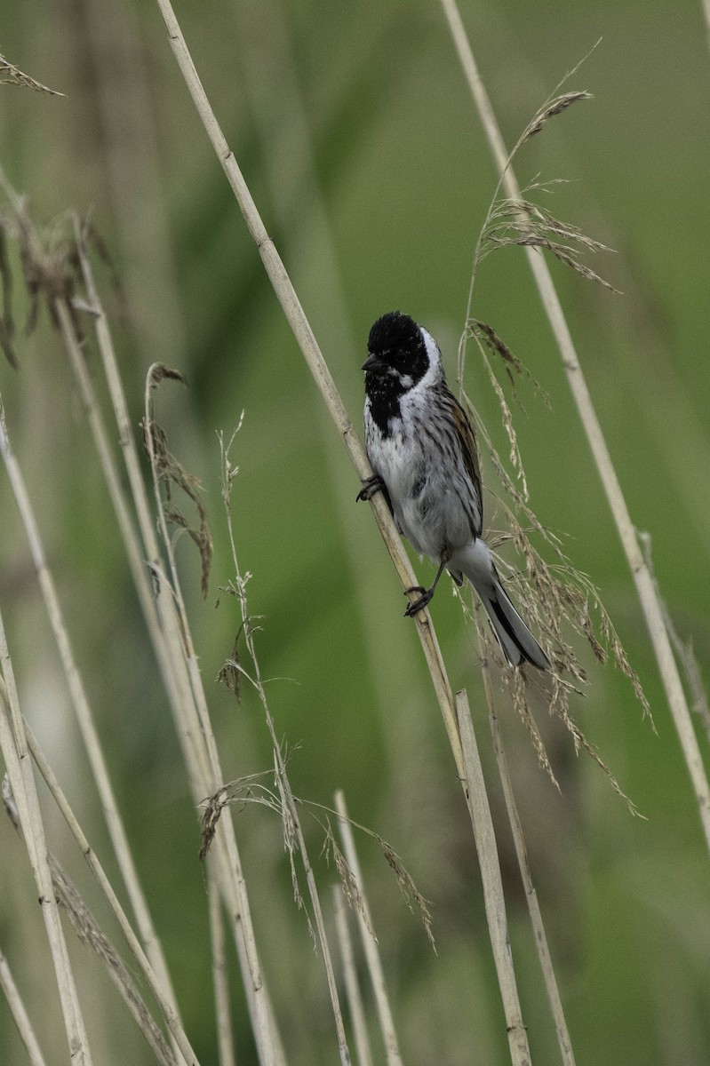 Reed Bunting - Holger Schneider