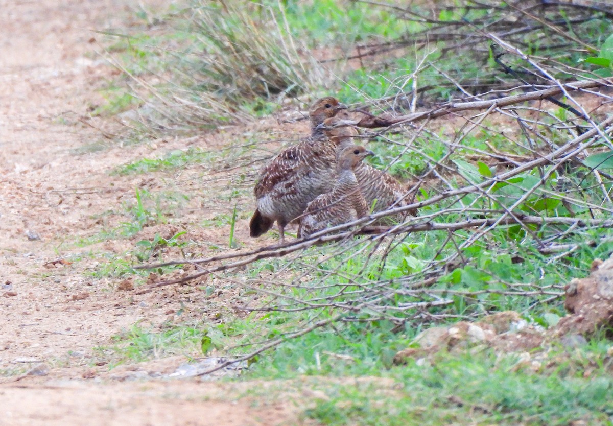 Gray Francolin - ML619617378