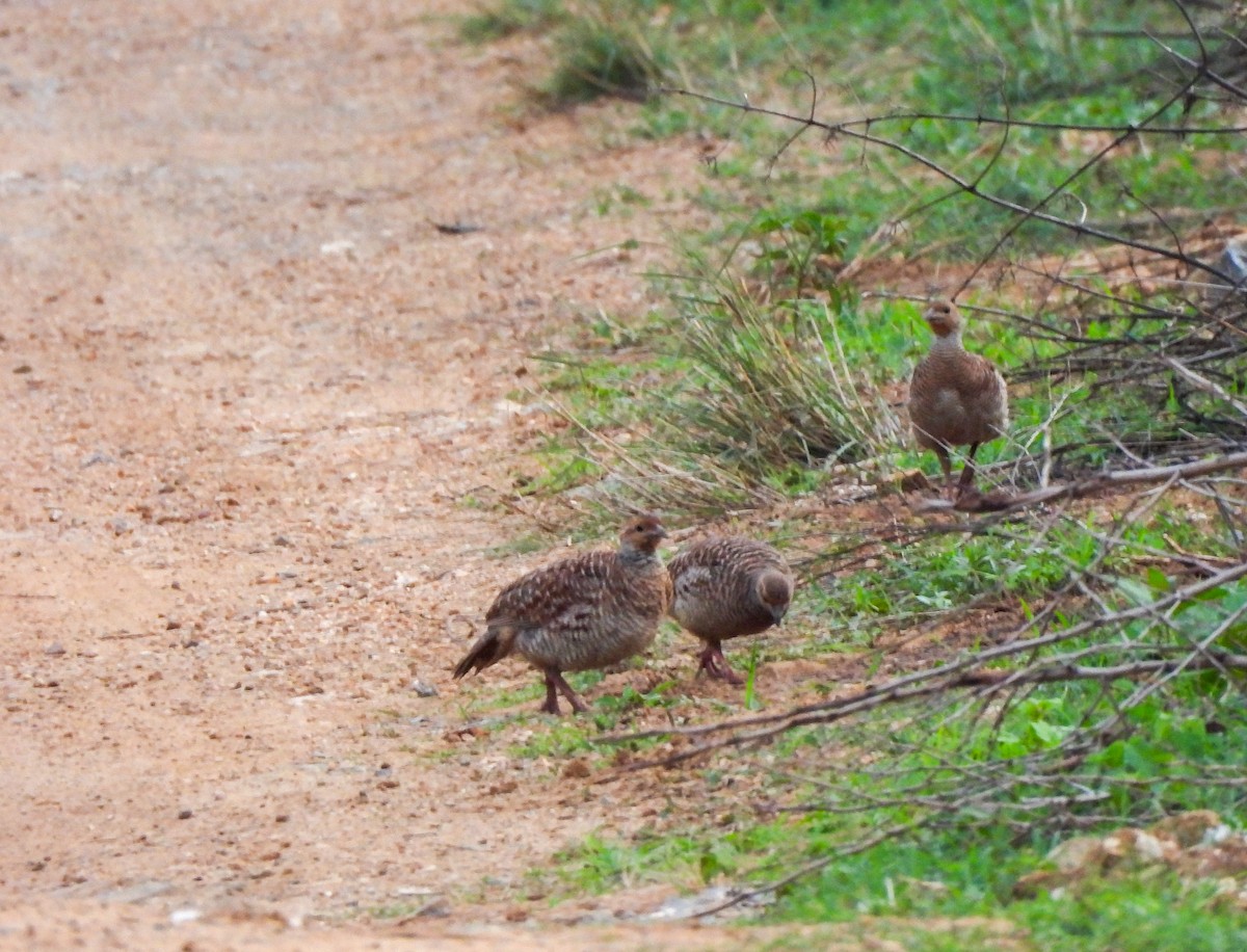 Gray Francolin - ML619617379