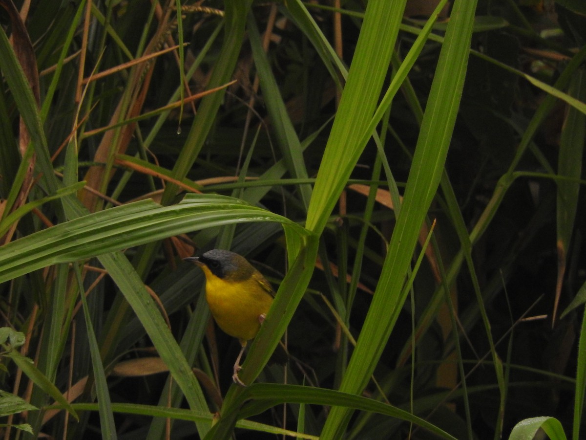 Brasiliengelbkehlchen - ML619617383